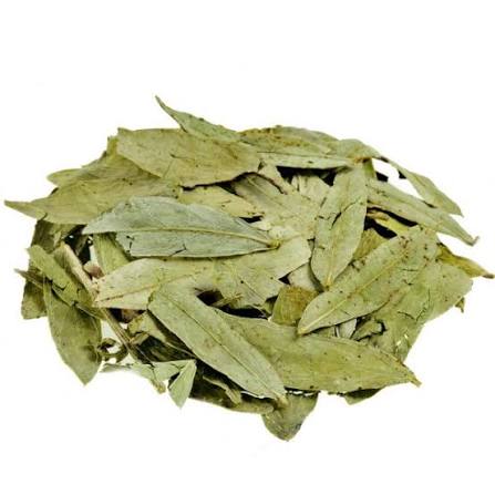 برگ سنا