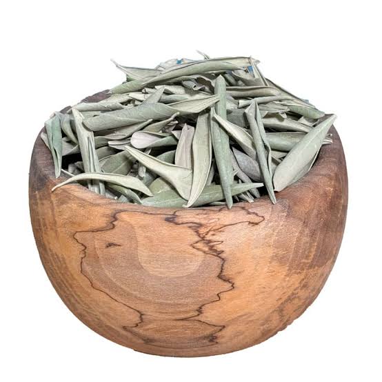 برگ زیتون